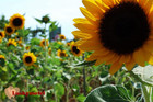 向陽農場-向日葵主題農場